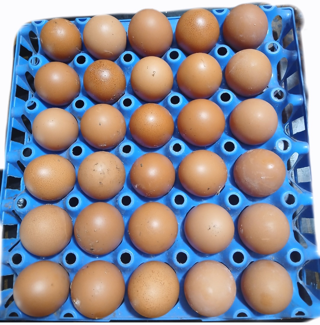 EGGS (amagi) 30pc 
