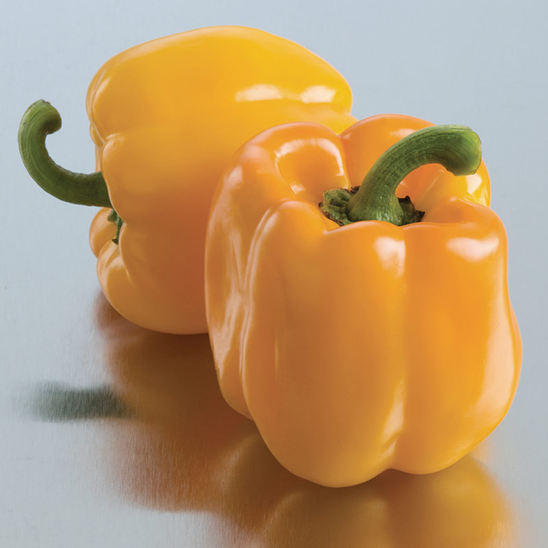 sweet-sunrise-yellow-bell-pepper (URUSENDA) 15pc