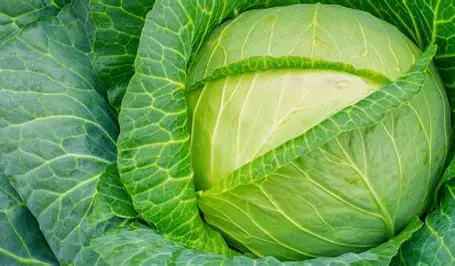 Cabbage 1pc 